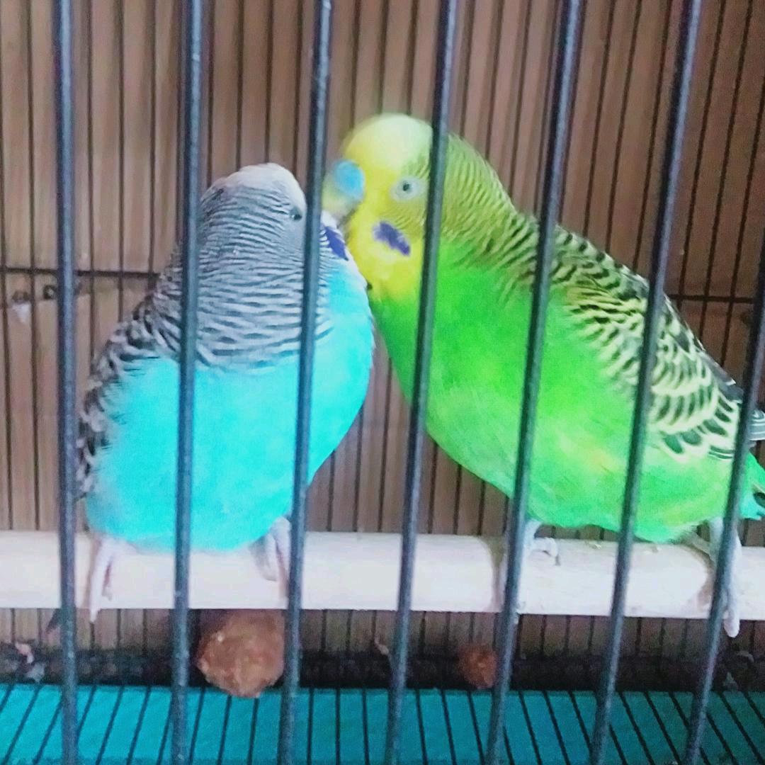 绿宝《橱窗有好物》