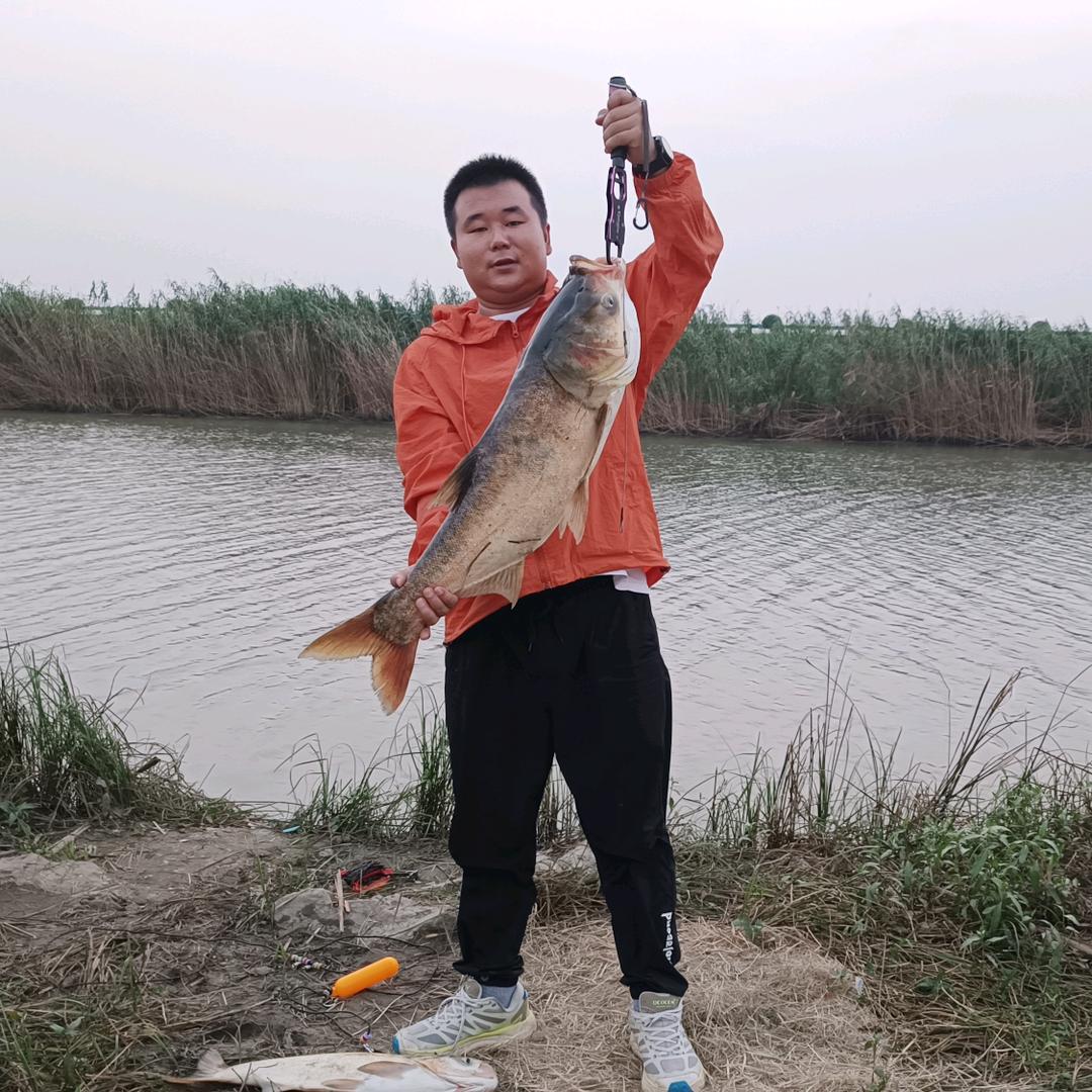 野钓推土机(梅)