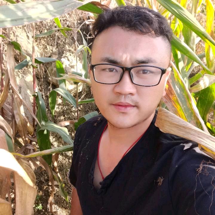 保山高产包谷种