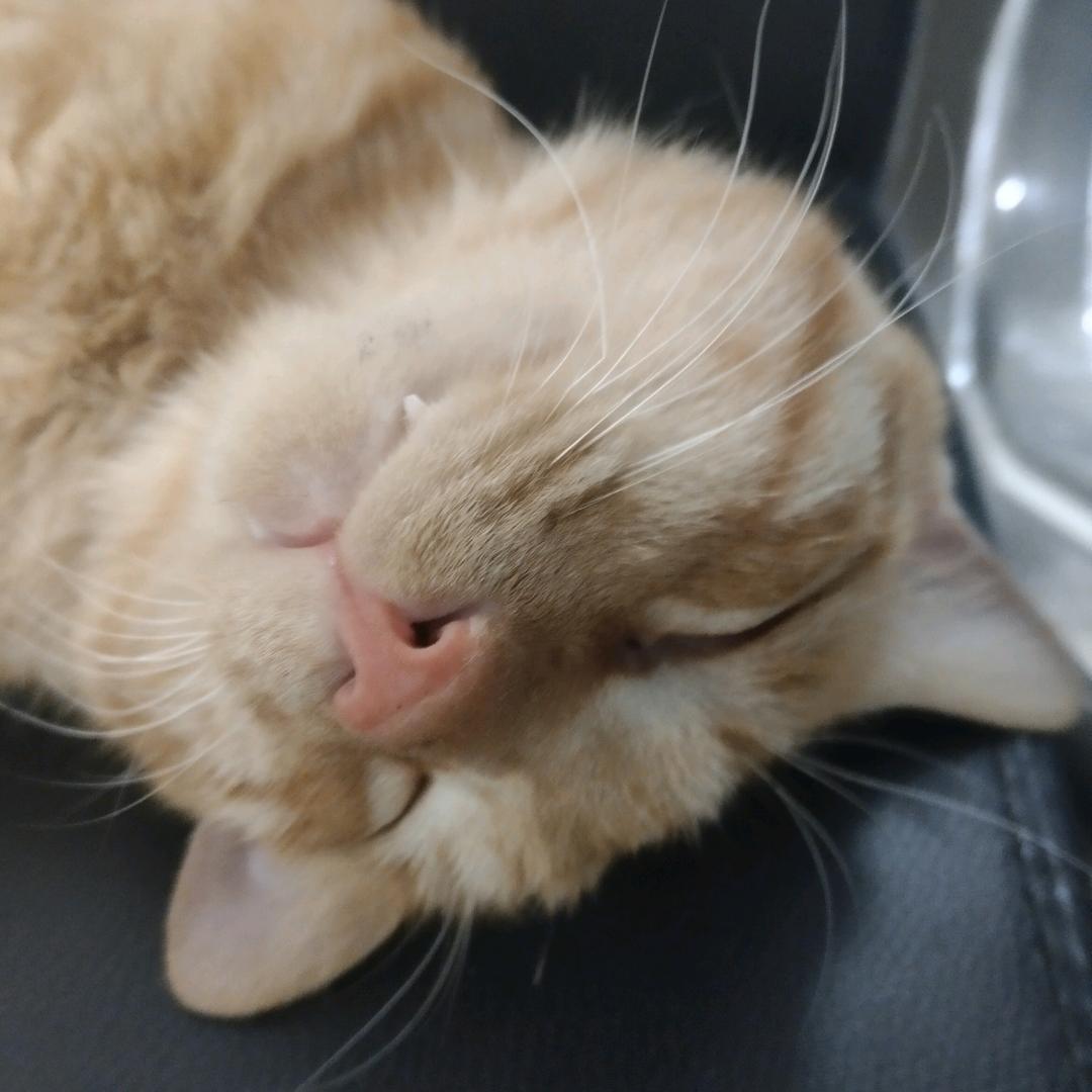 小猫甜品站