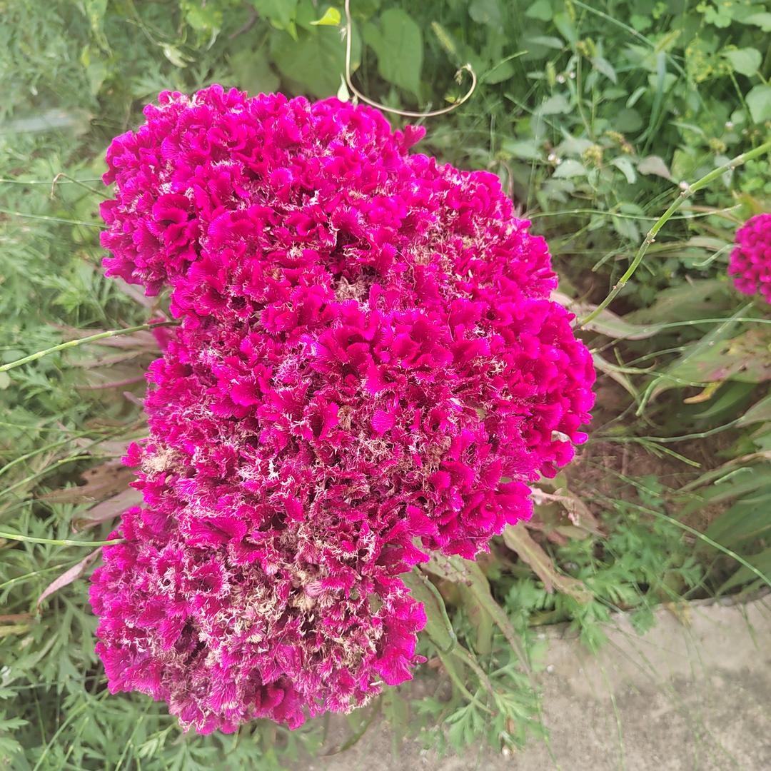 阿妹爱阿哥🌰🌰💐💐