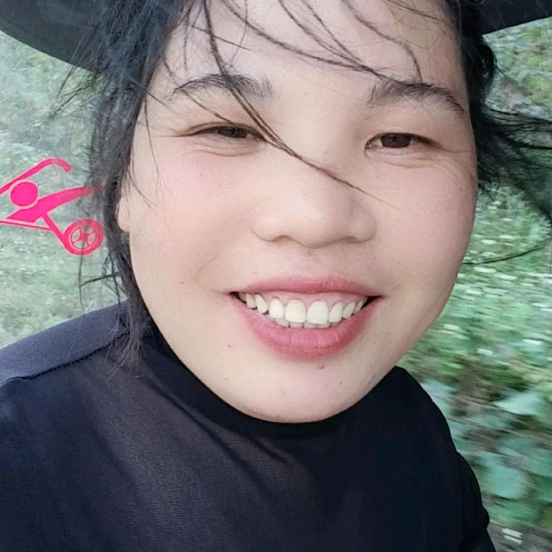 小乐田园犬
