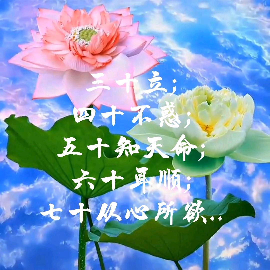 牡丹