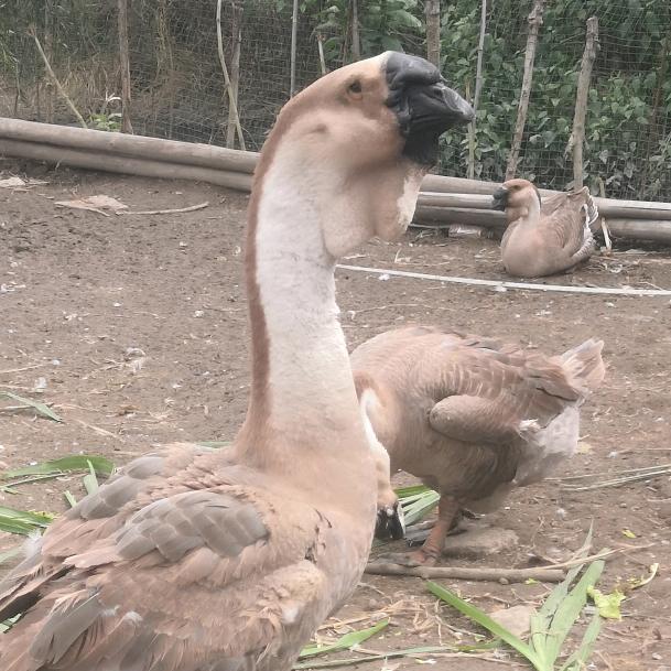 贵州省，安顺市八德灰鹅，集养殖，鹅苗，