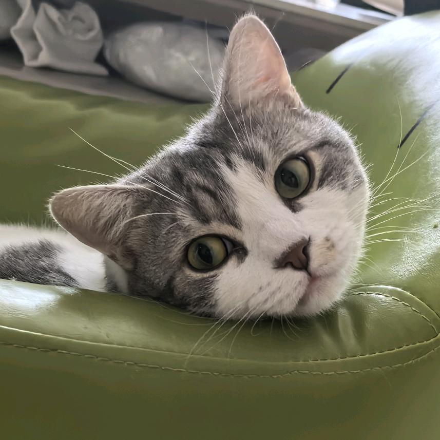 六六是只猫