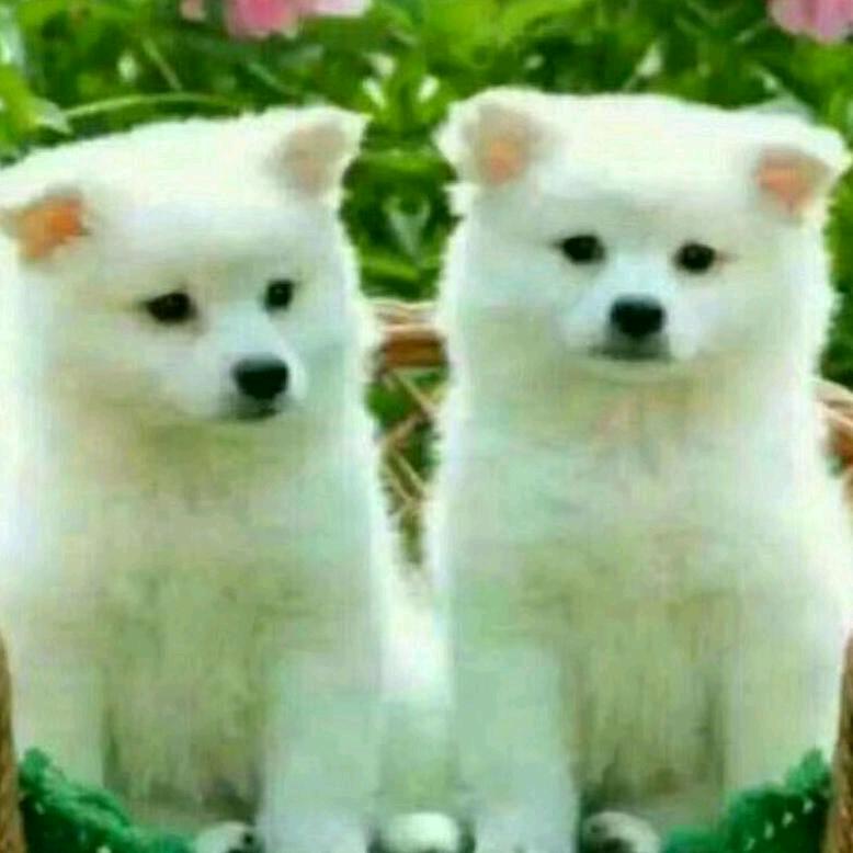 吴江人