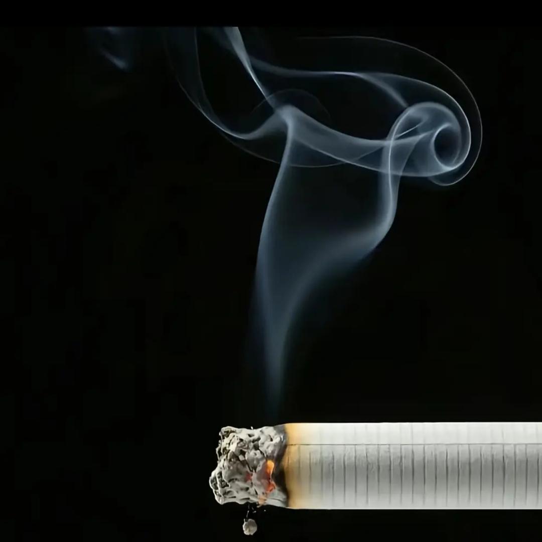 @打  工  猫  🐱