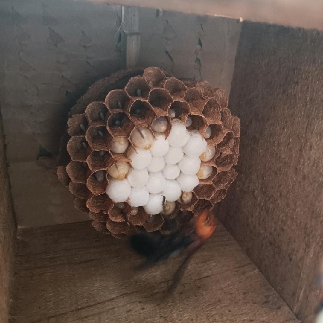 兰顺胡蜂养殖（蜂蛹收售）