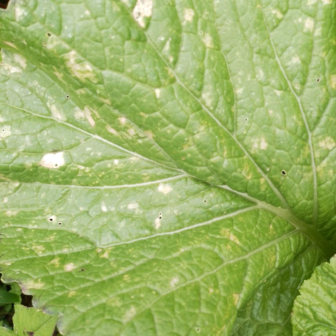 种植各种菜