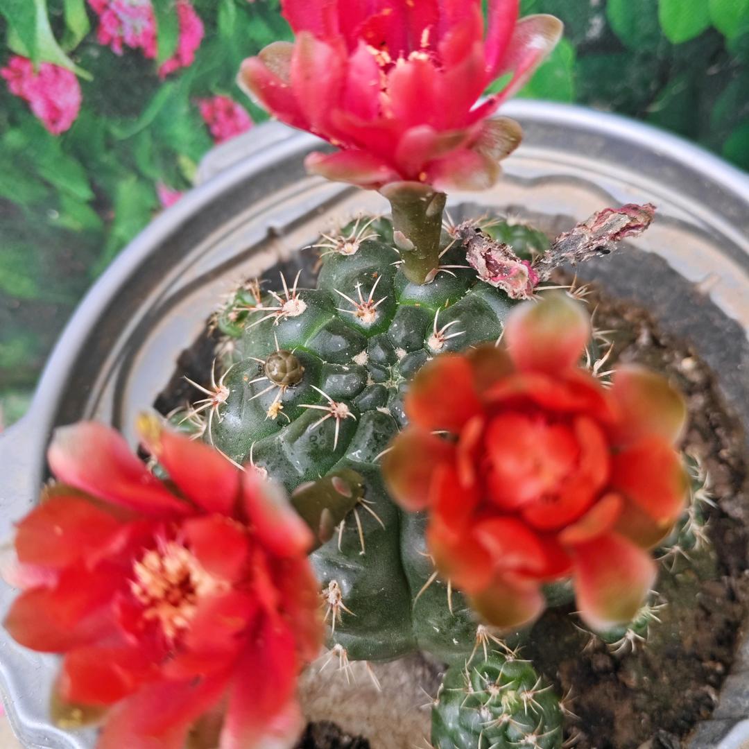 心宽路宽心太决定一切