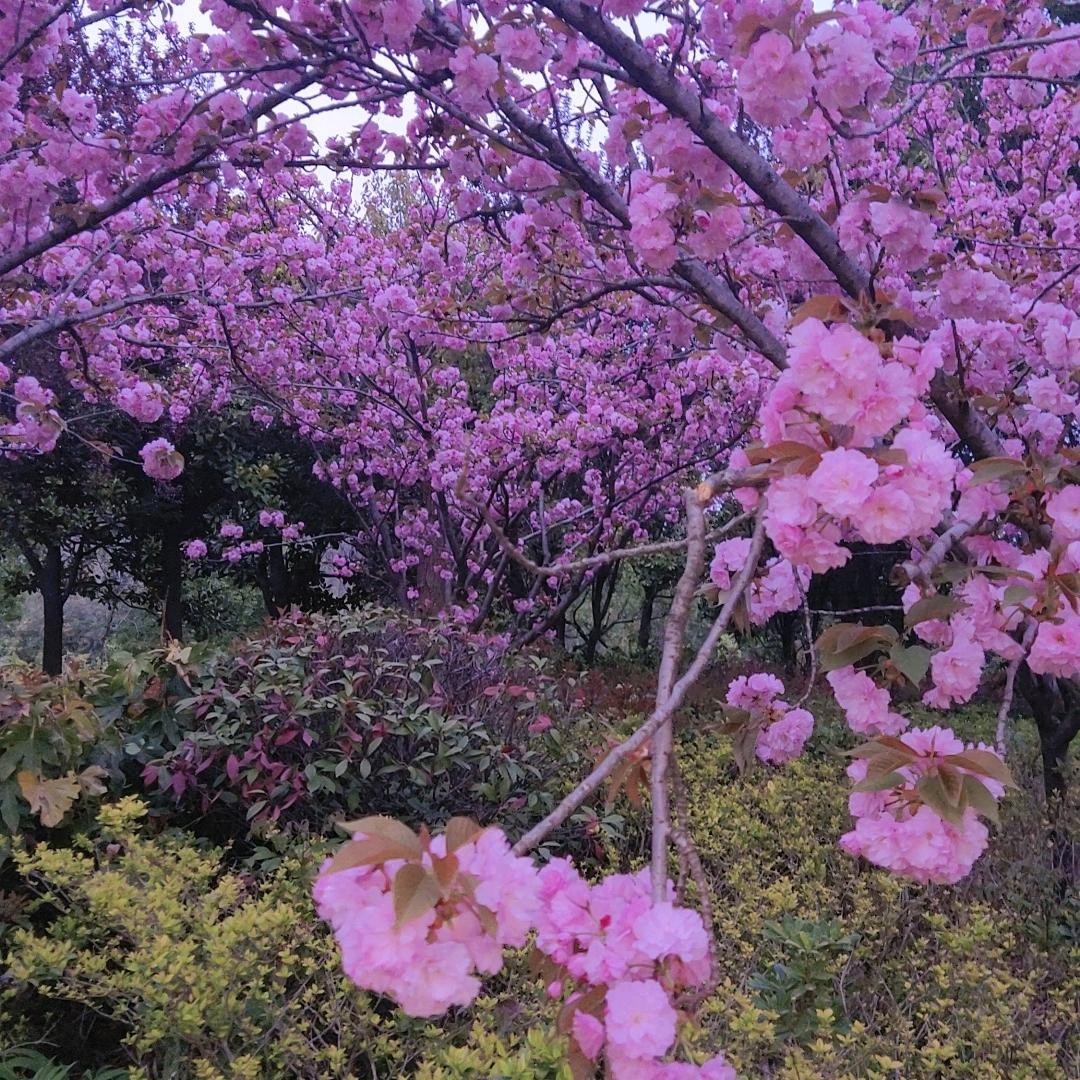 鸿運大师