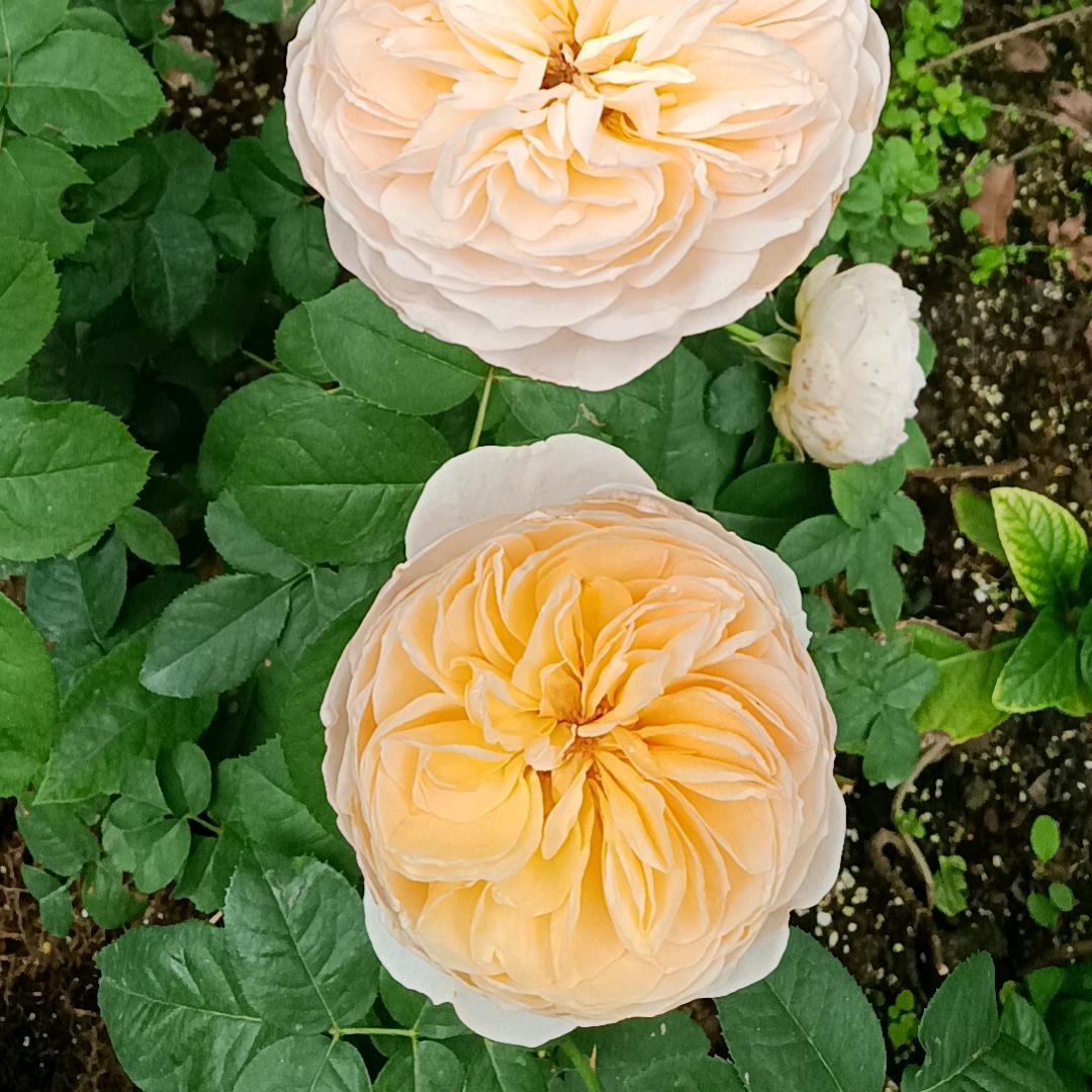 小墨鱼be blessed with k