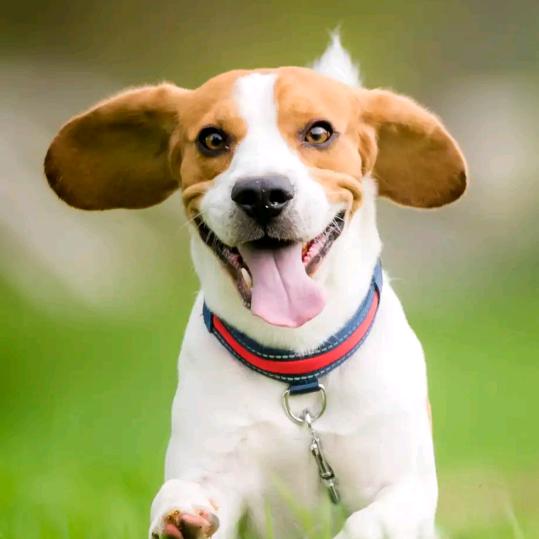 红亮家电维修安装