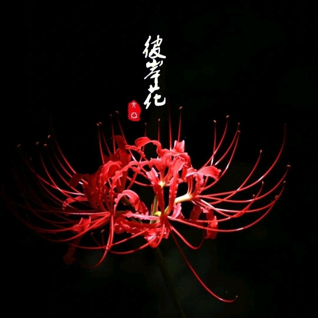 是水碧安