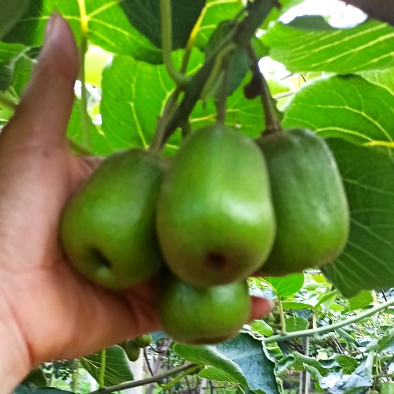 潘哥，红心猕猴桃