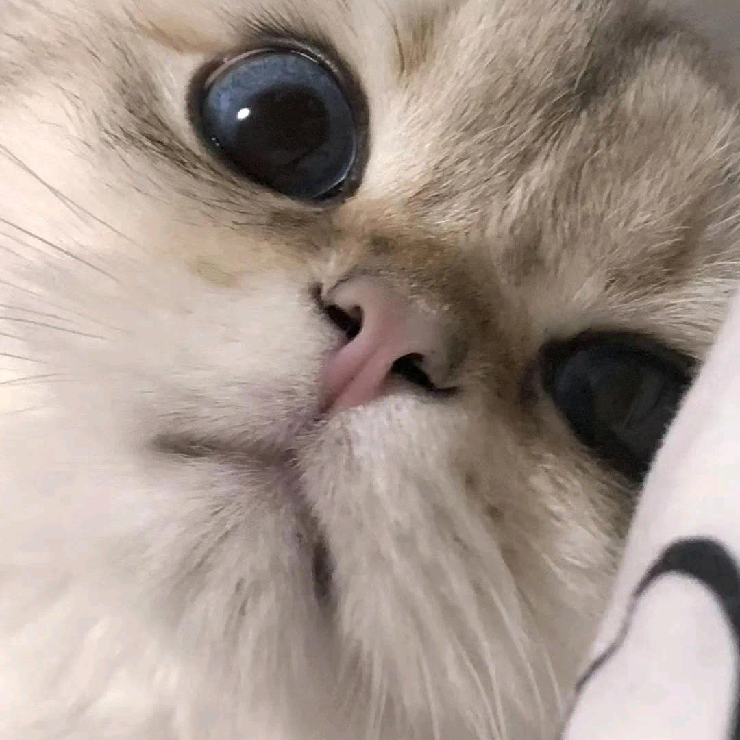 宁 采 臣