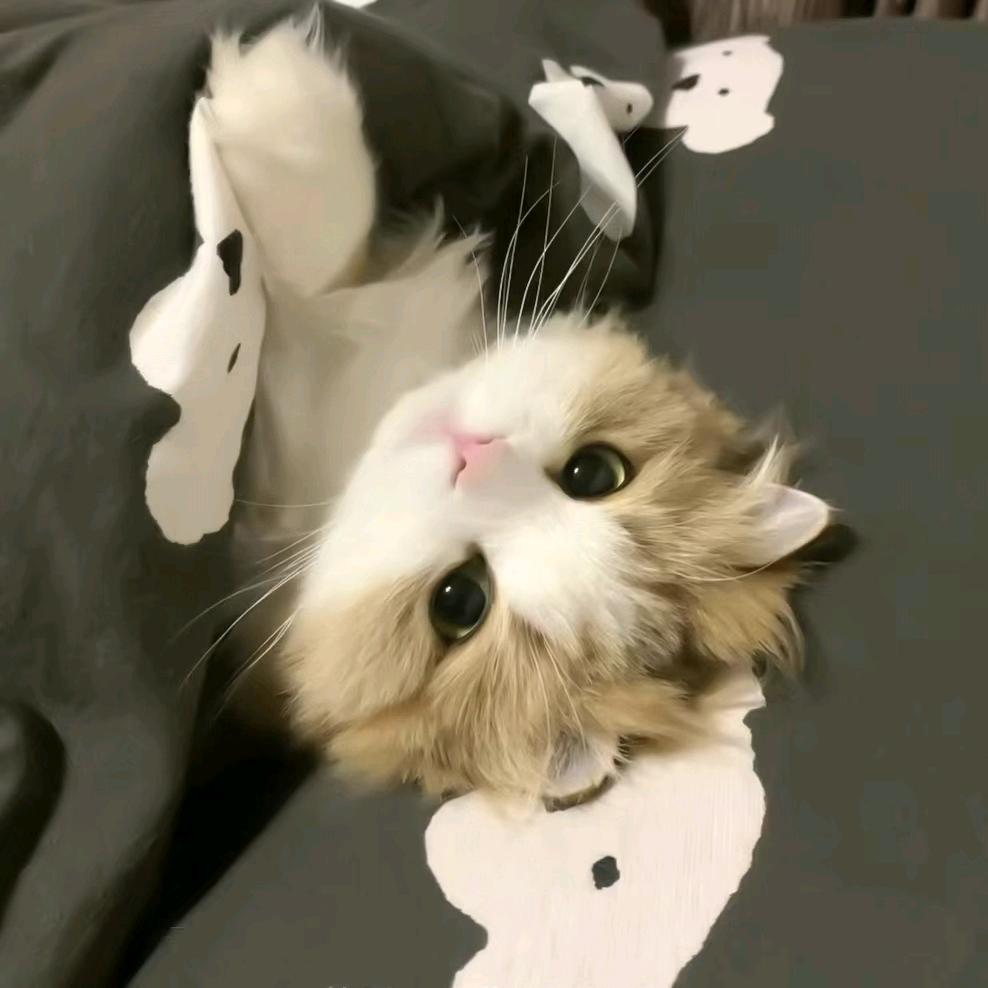 是小🐟啦