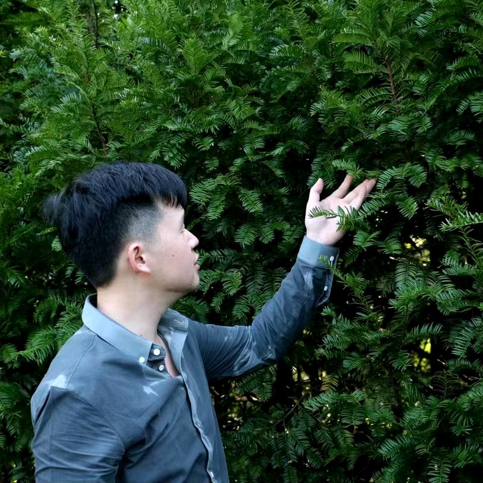 云杉船长绿植说🌲