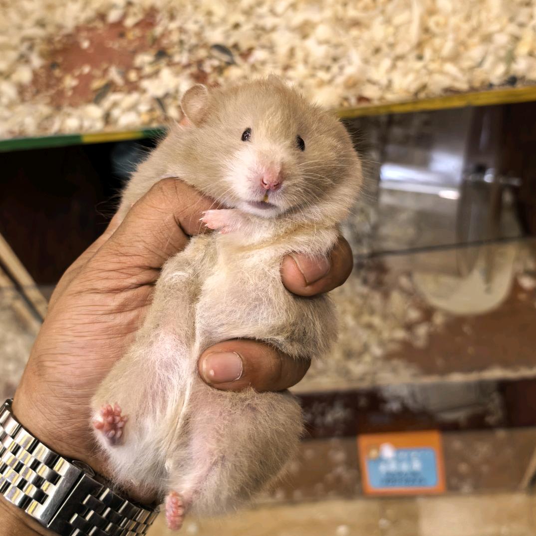 崽崽熊宠物臻选阁