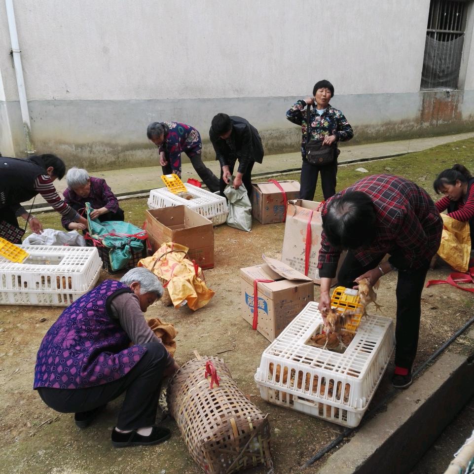 新农人淼哥
