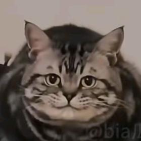 豆哥