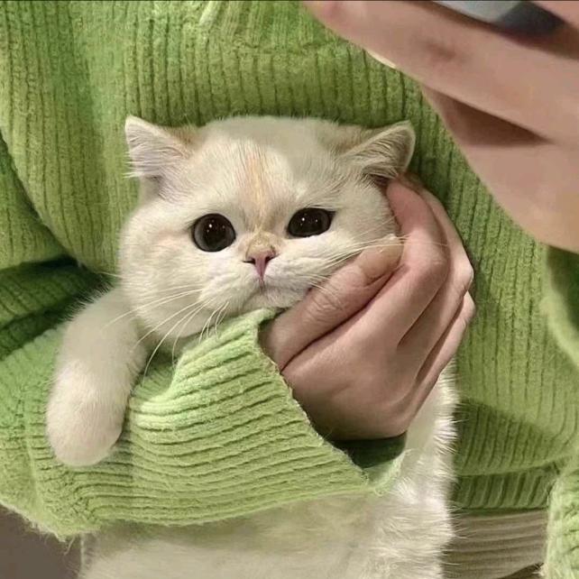 猫猫🐱