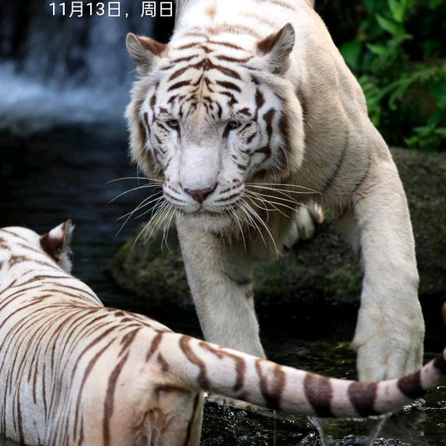 漂泊人生