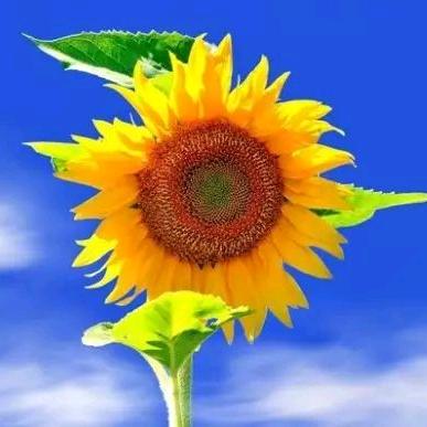 向阳🌞而生&遇见美好🍀