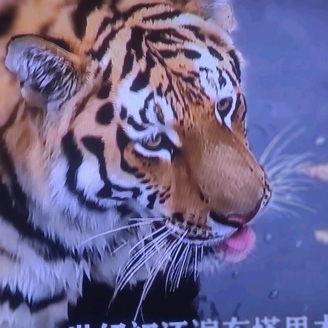 呆呆木