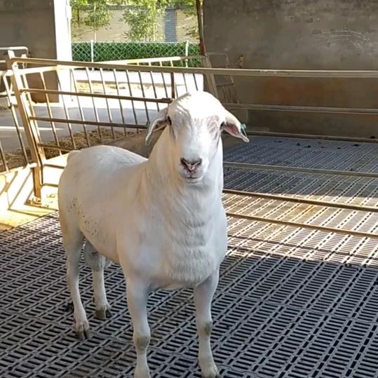 瑞立肉牛肉羊养殖场