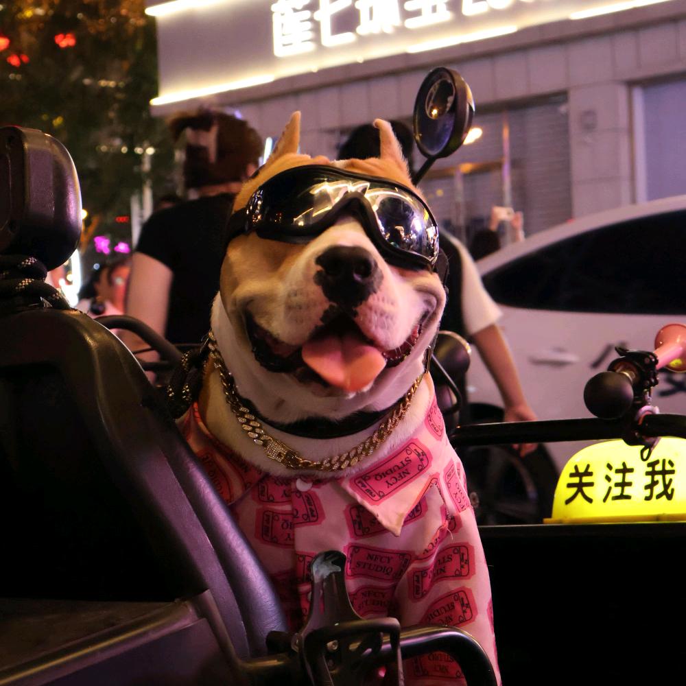 大佐是条狗