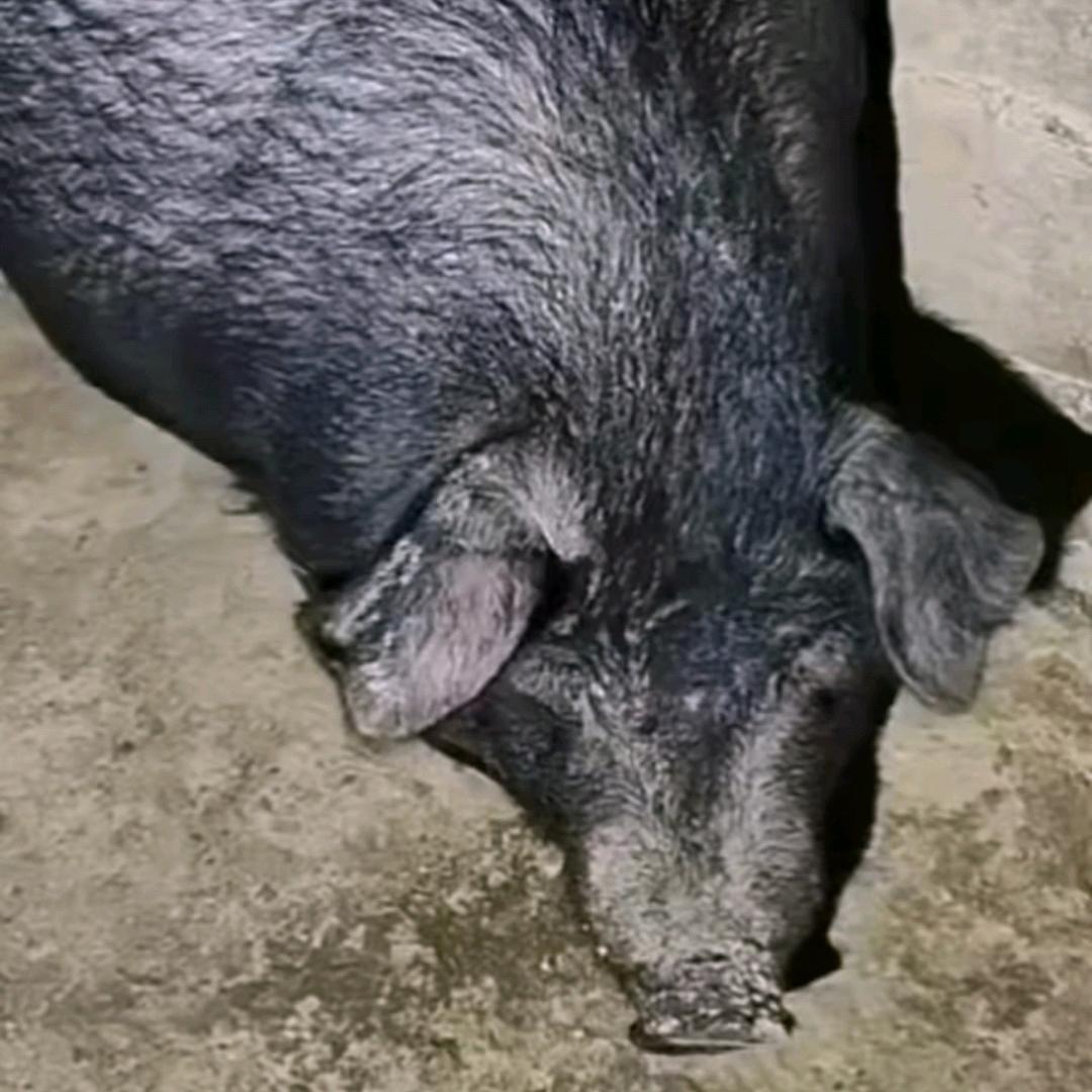 康俊土黑猪肉好货店