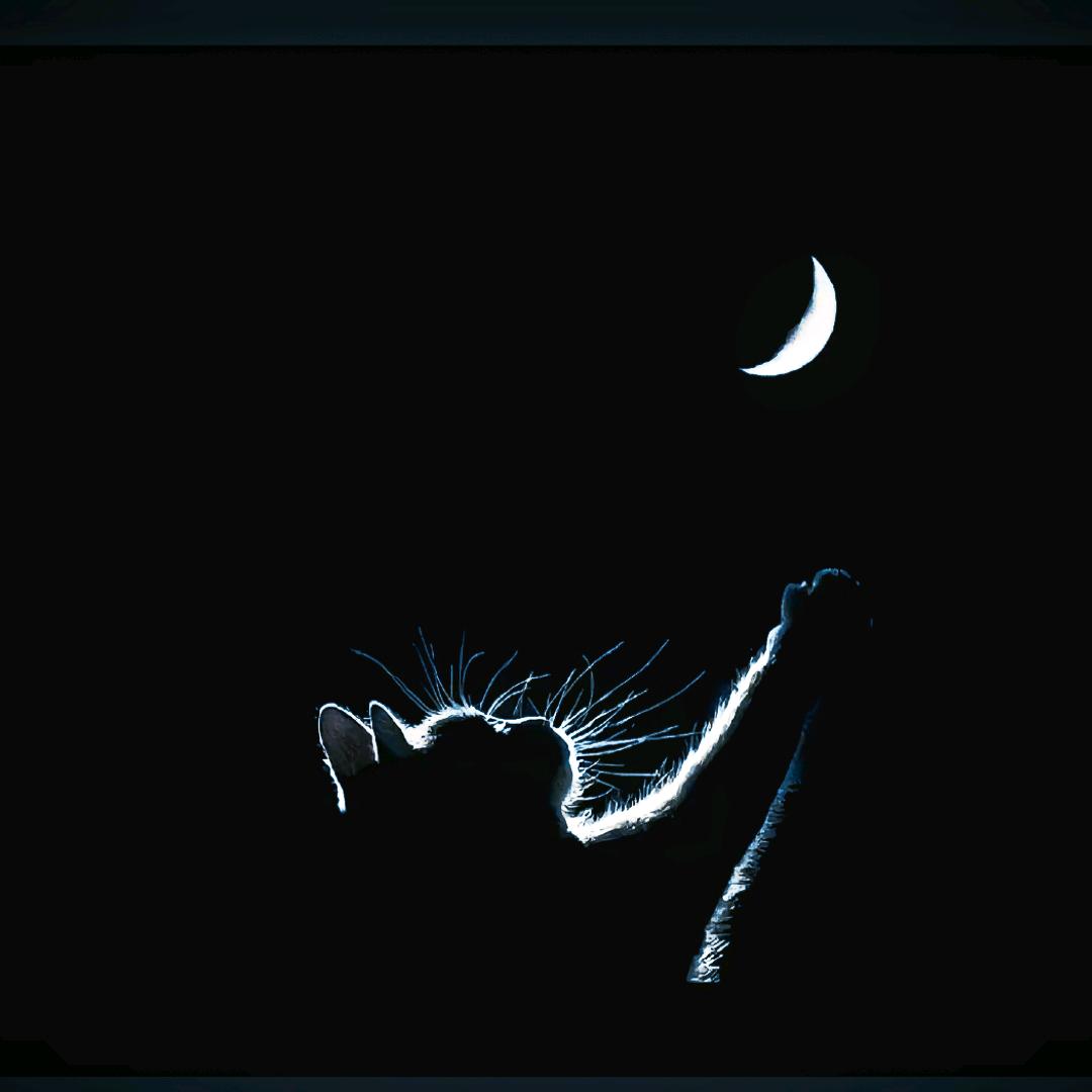 玖月要心如止水