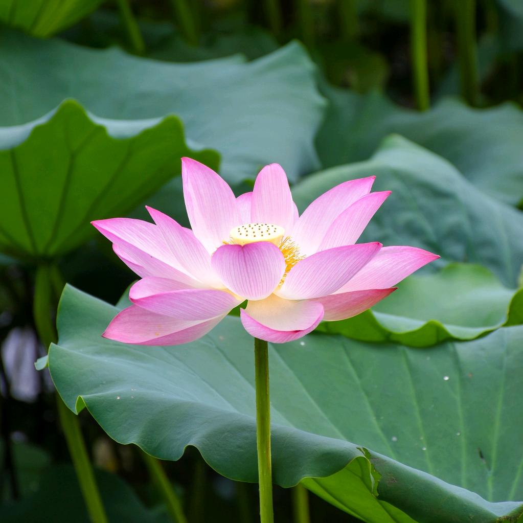 芫一堂菡霖滋补专卖店