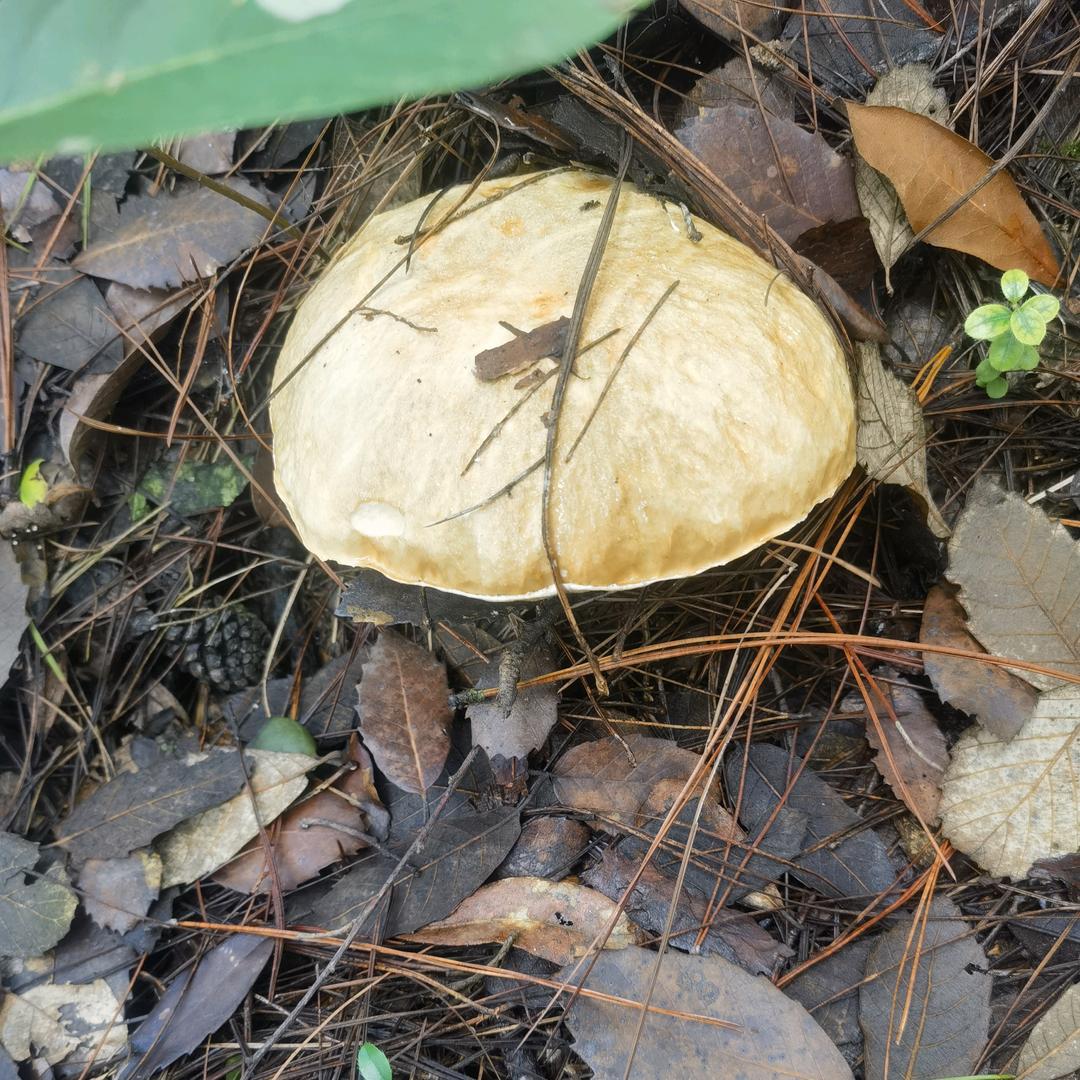 无心🚀🚀🚀🚀