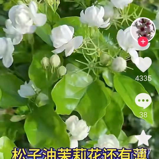 我是一只大老虎。