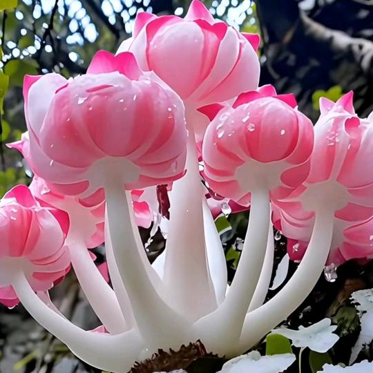 名远—婚庆录像