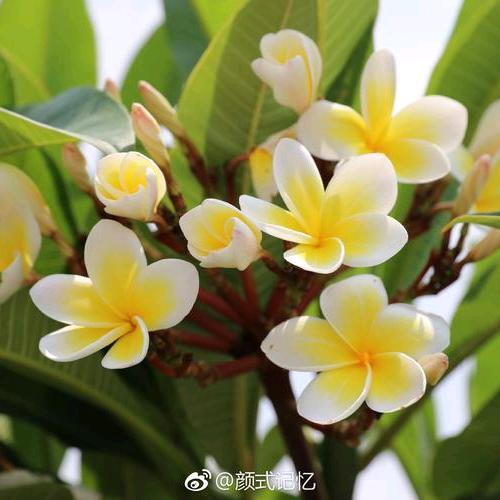 瑶玥
