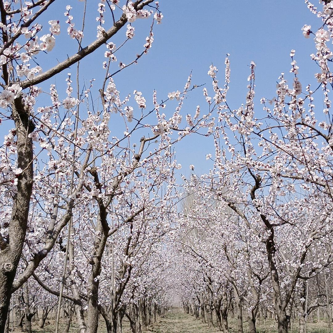 没心没肺的活着