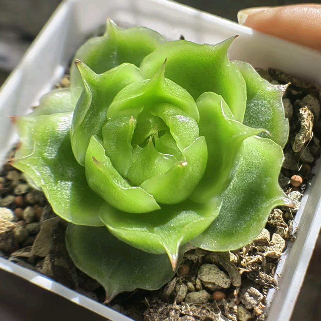 素手丝