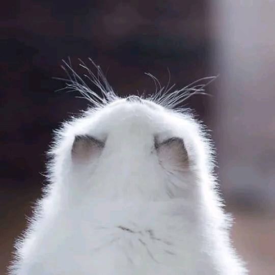 芒果味夏至