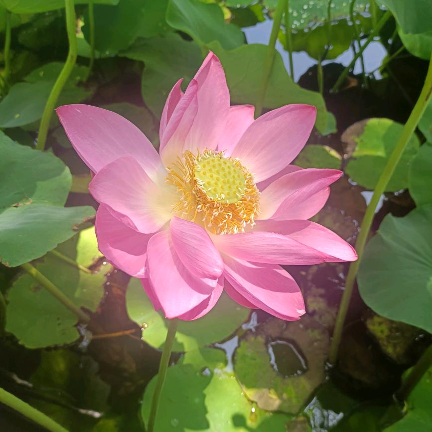 卷不动了，浅养一下