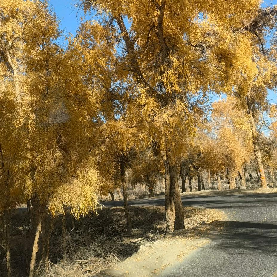 向阳☀😸新生🙈🤡