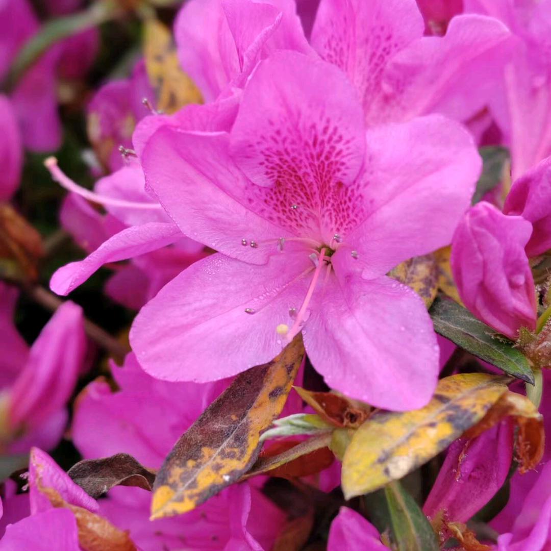 甜密🌹似唐🎊