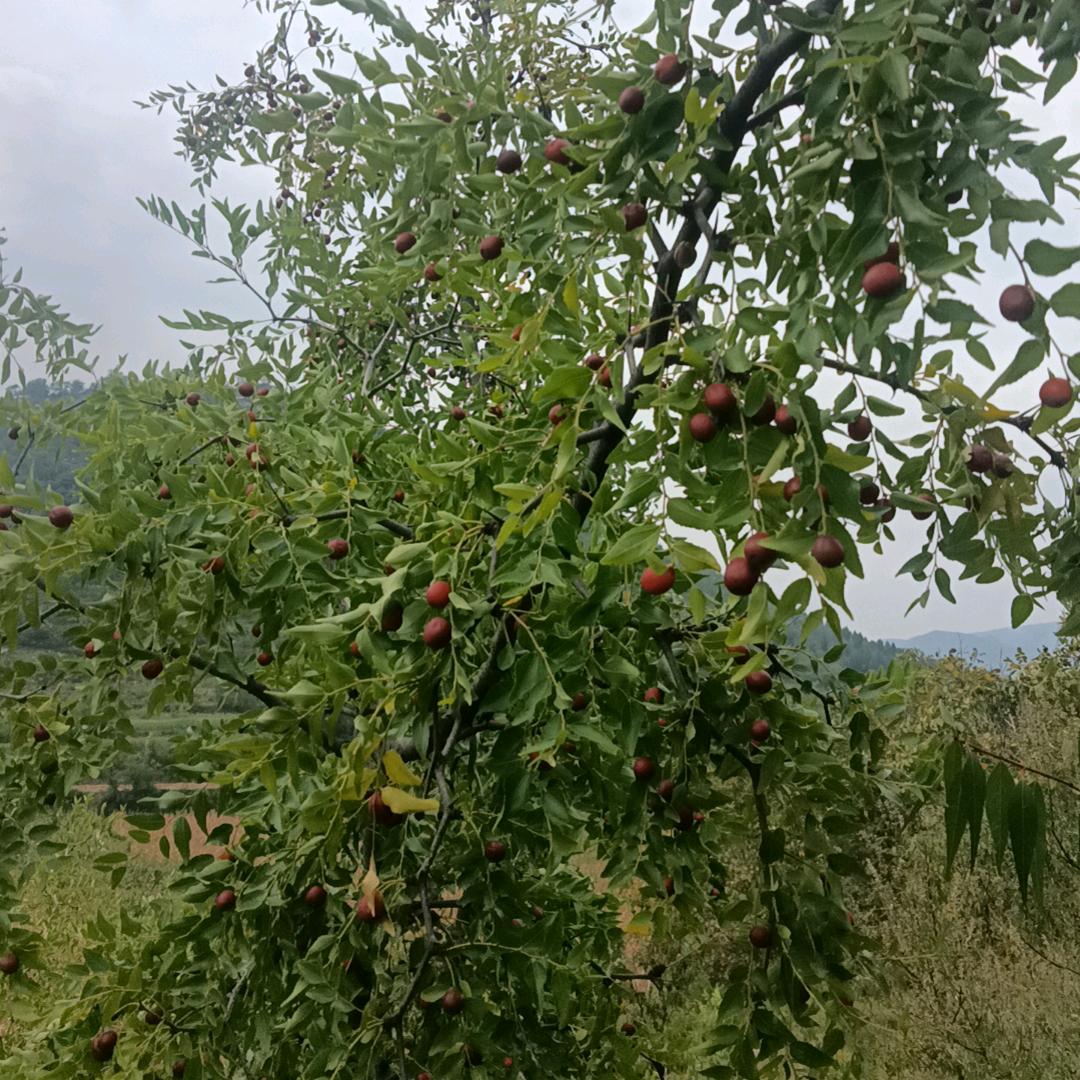 美丽乡村