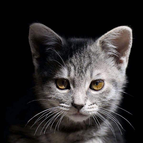 夜猫哥
