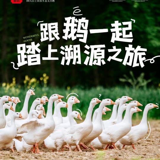 咕咕老鹅