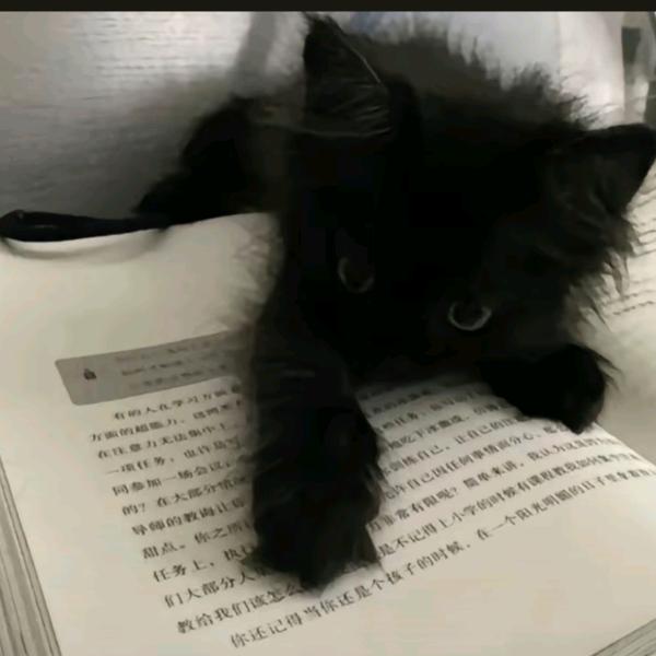 霜.