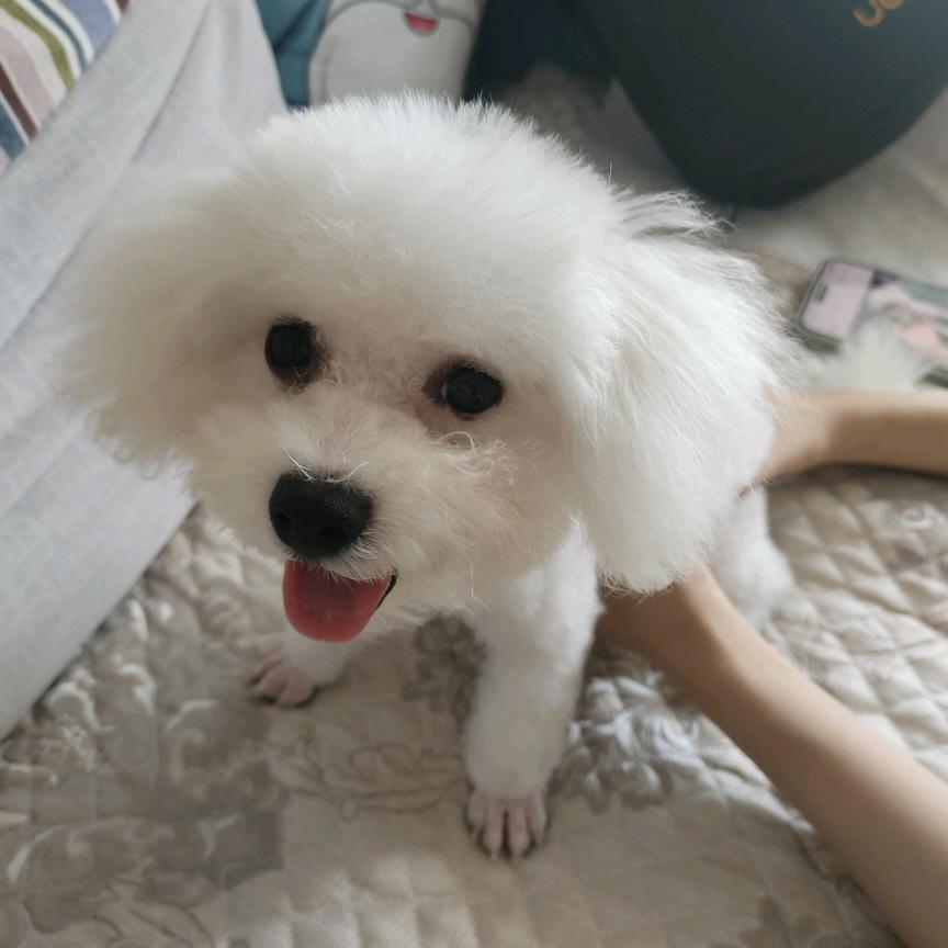 比熊宝贝~点点