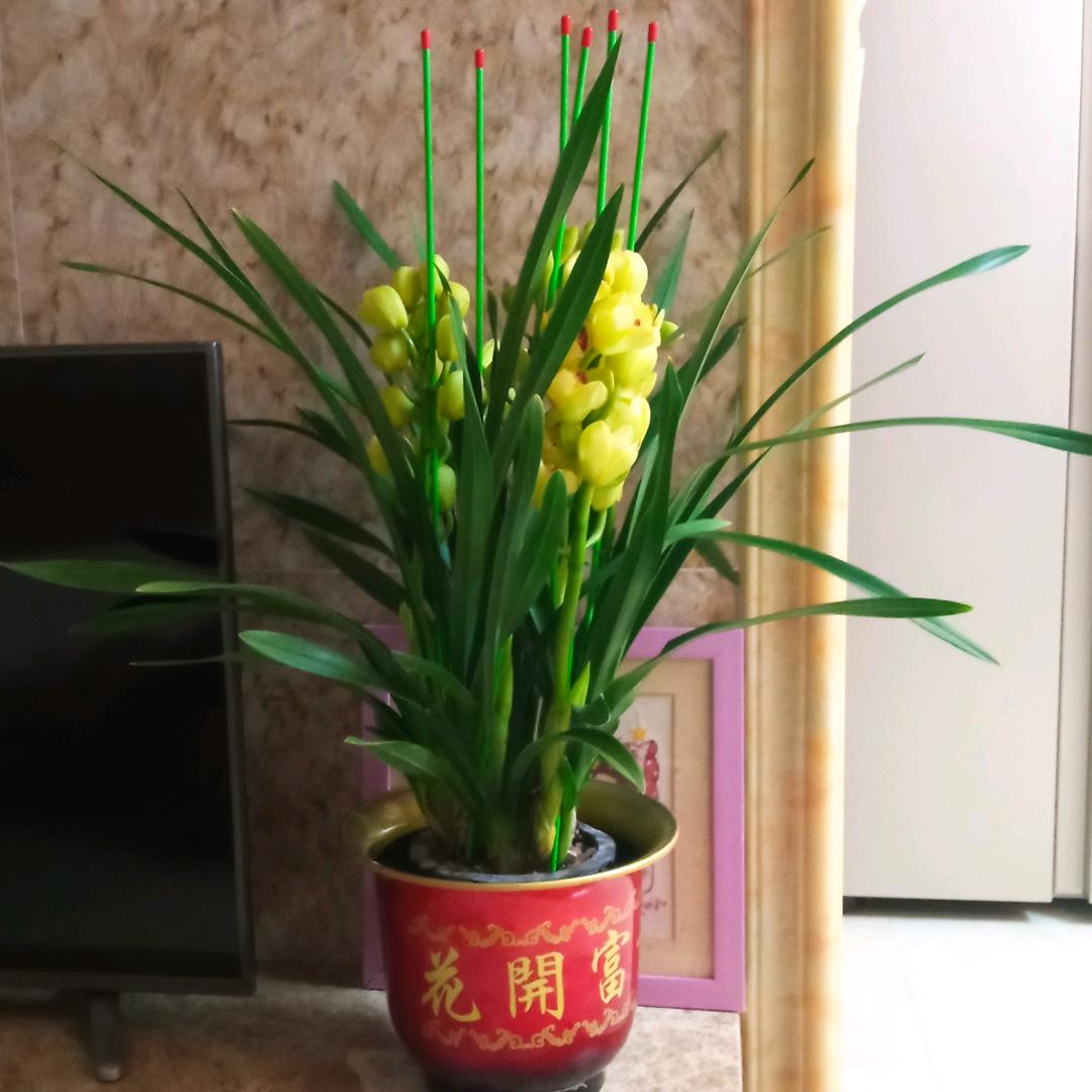 紫罗兰
